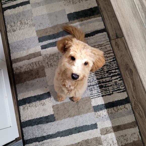 Meet your Posher, Ashley - Picture 10 of 11